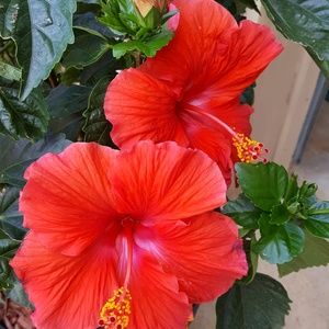 Meet your Posher, Pamela